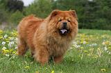 CHOW CHOW 468